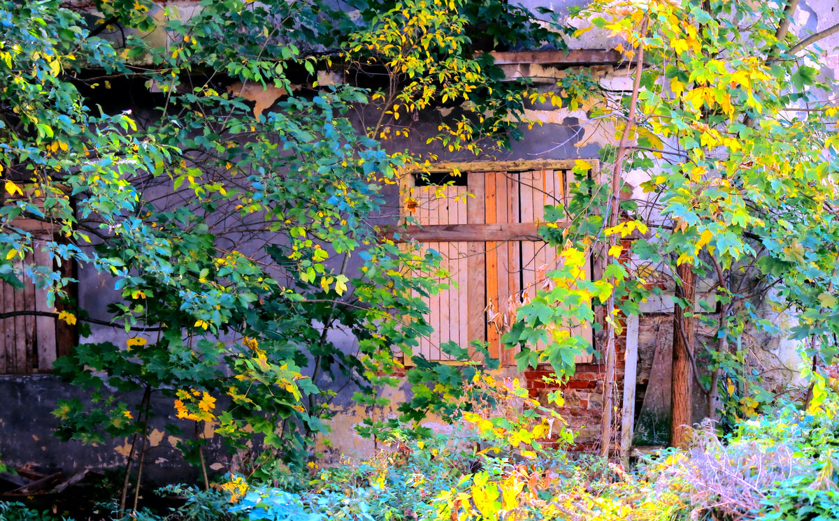 Overgrown Doorway: Nature's Embrace of Abandoned Ruins Wall Mural