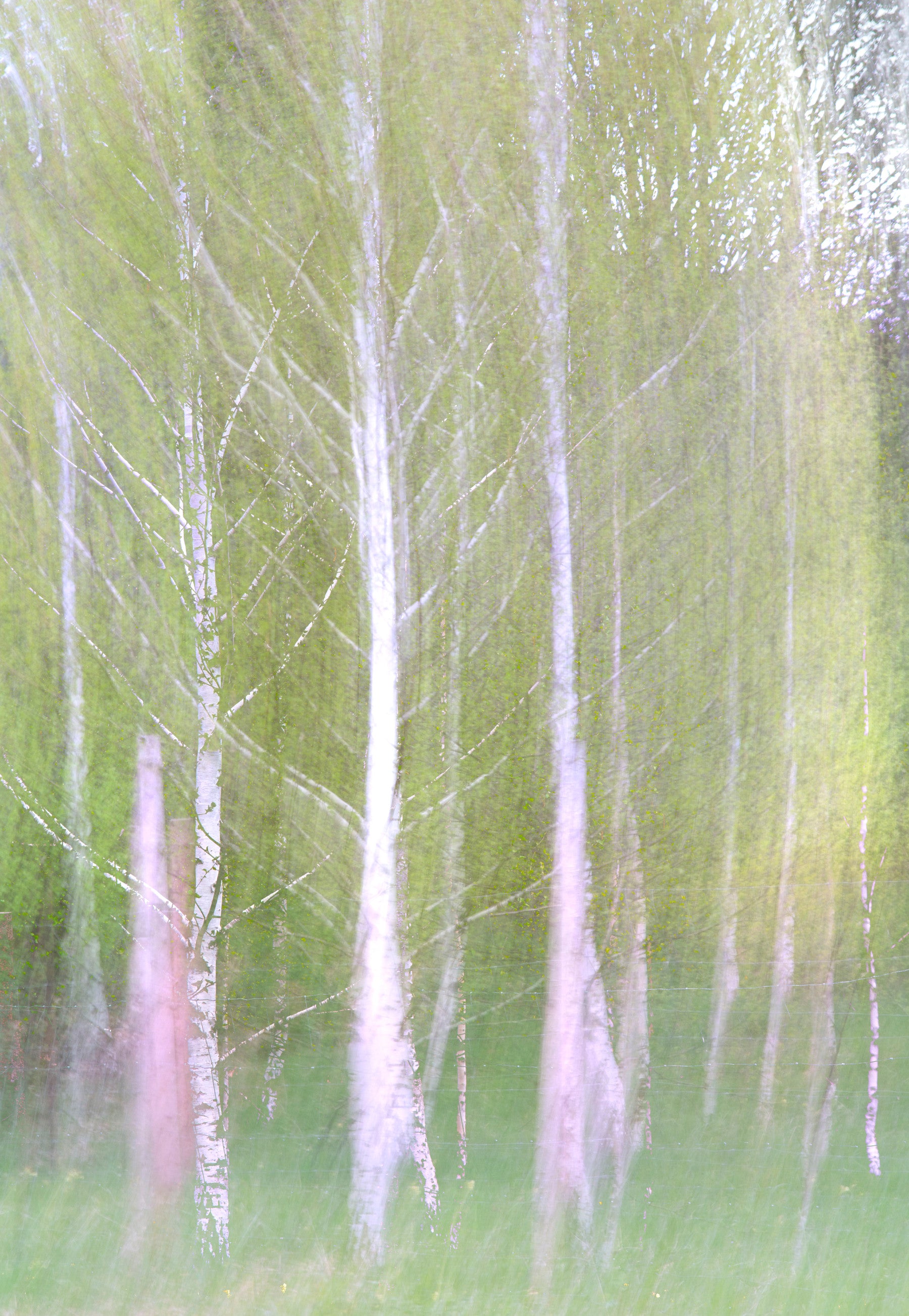 Ethereal Forest Photography | Blurred Birch Trees | Nature Wall Art Wall Mural