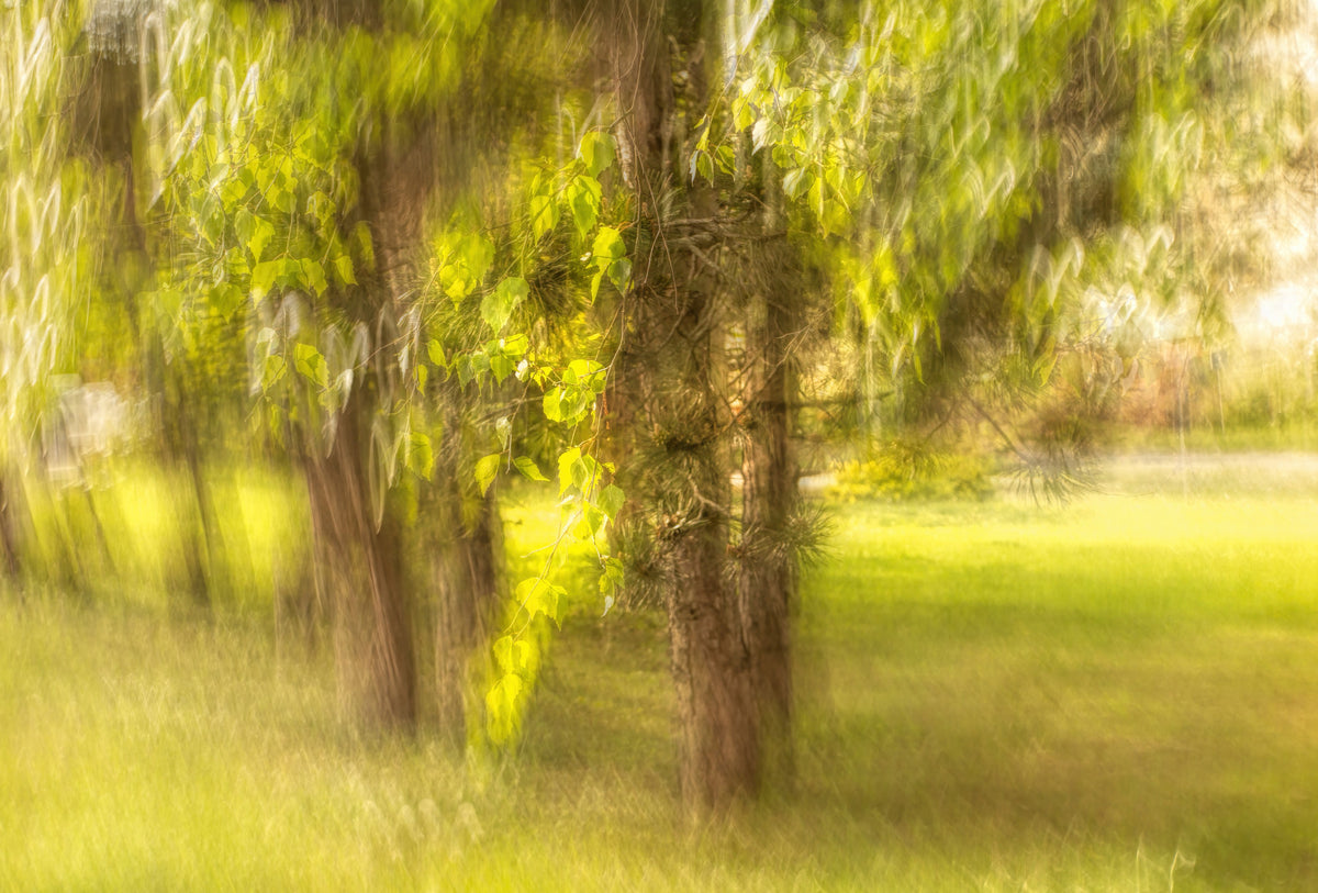 Serene Nature Photography - Blurred Trees and Greenery Art Print Wall Mural