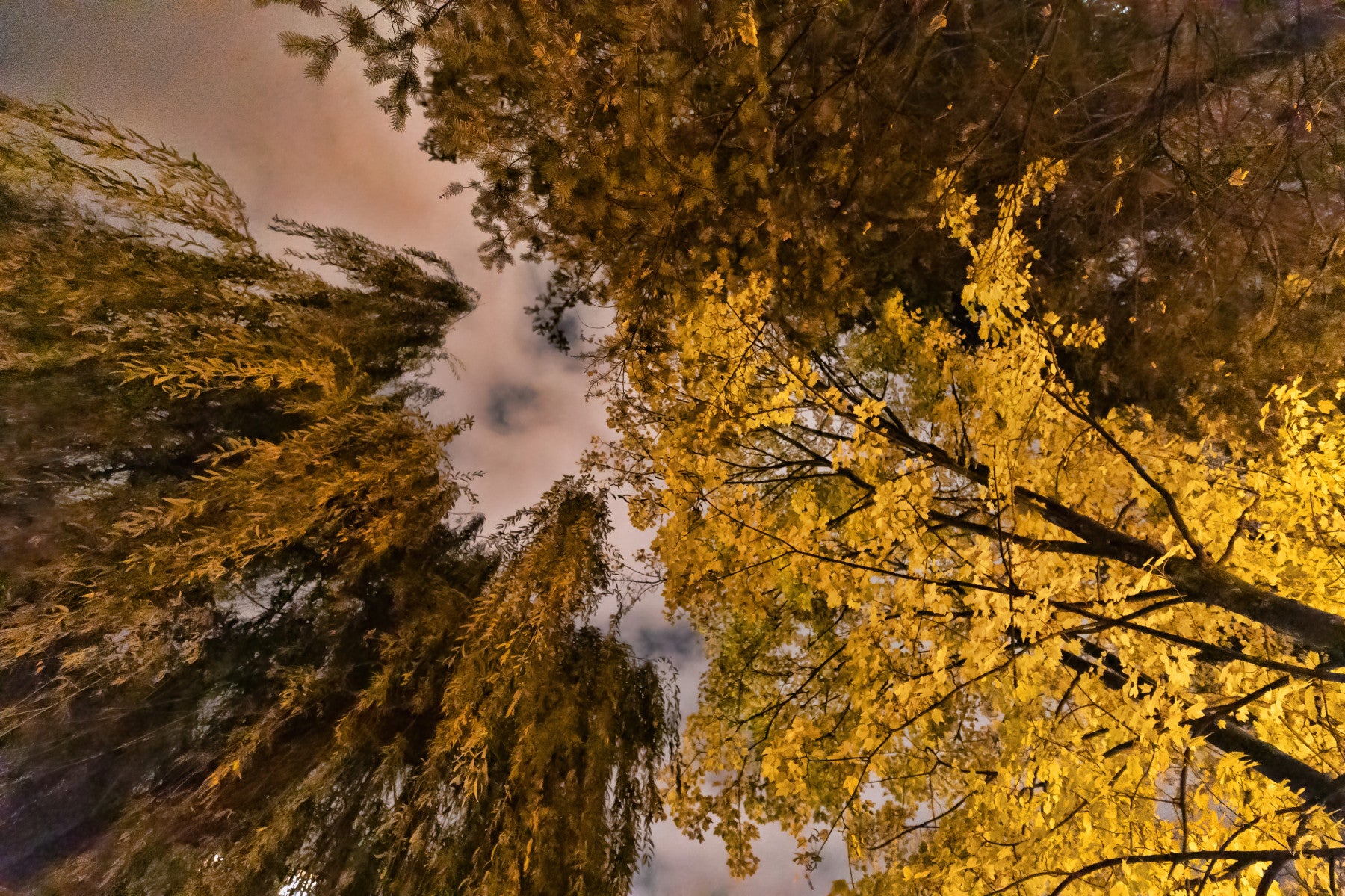 Autumn Canopy Golden Leaves Against a Twilight Sky Wall Mural in your room — zoomed