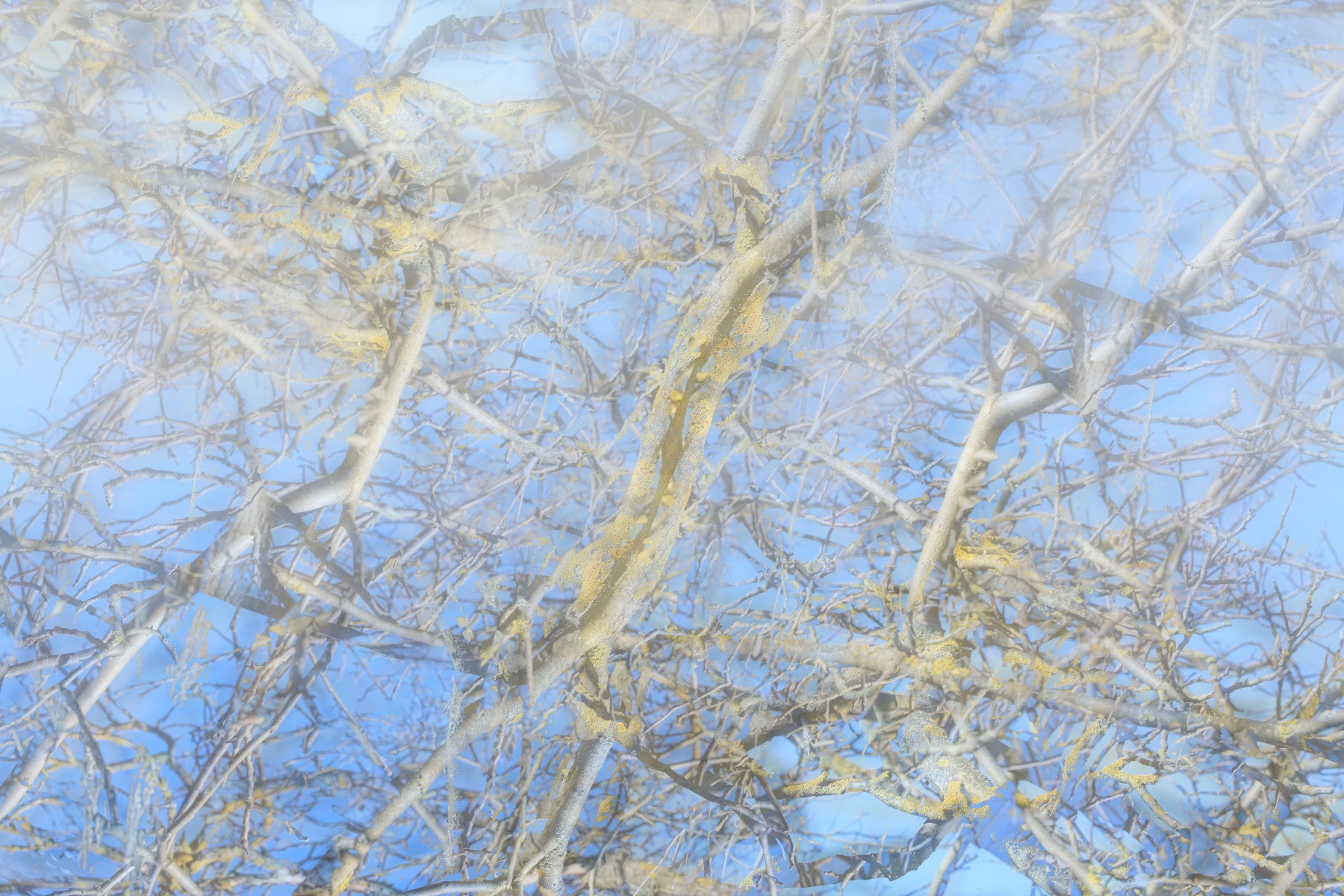 Ethereal Blue Sky and Branches Abstract Art Print Wall Mural