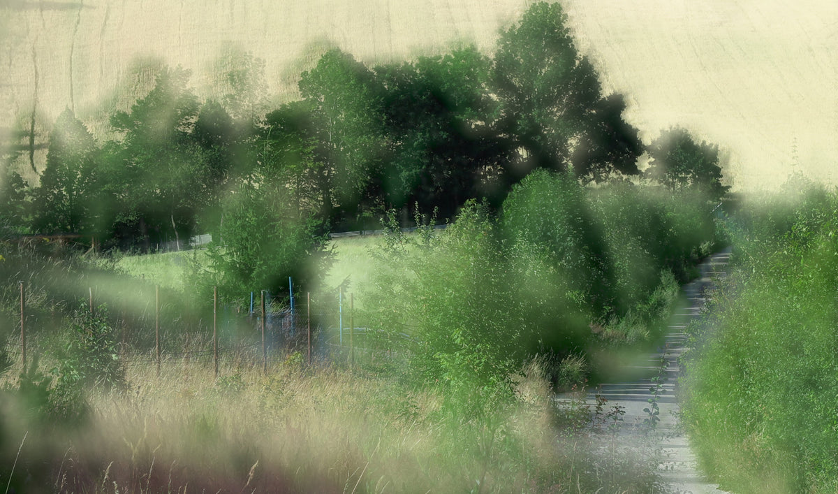 Tranquil Pathway Through Lush Greenery - Nature Photography Wall Mural