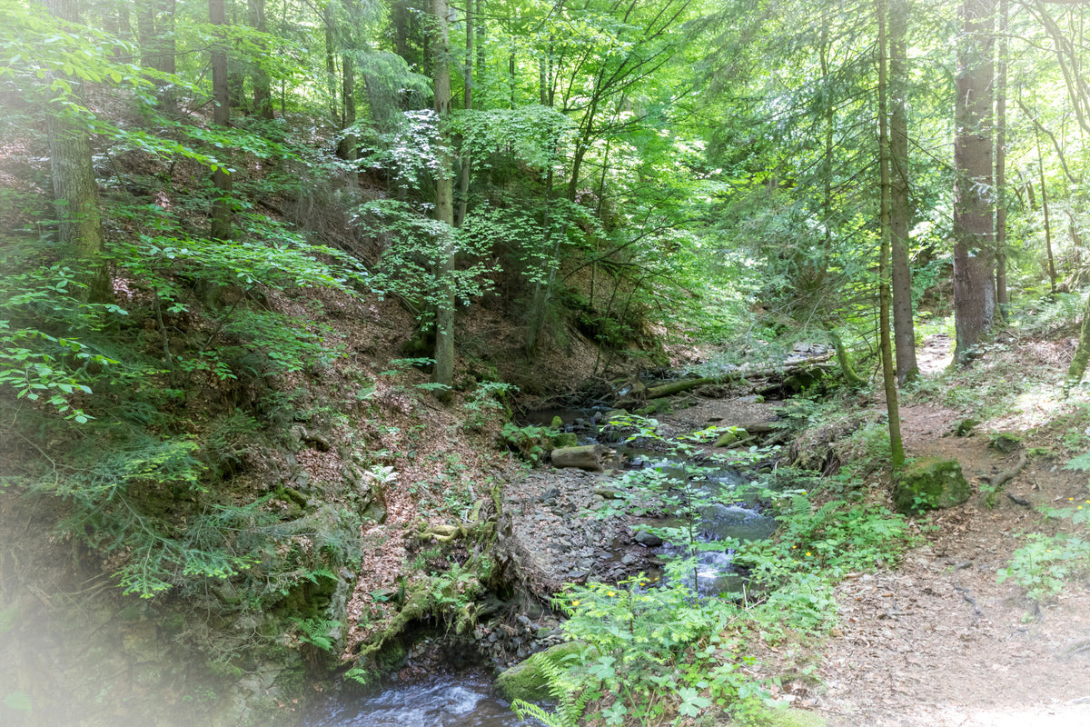 Tranquil Forest Stream Photography | Lush Greenery Landscape Art | Nature Wall Decor Wall Mural in your room — zoomed
