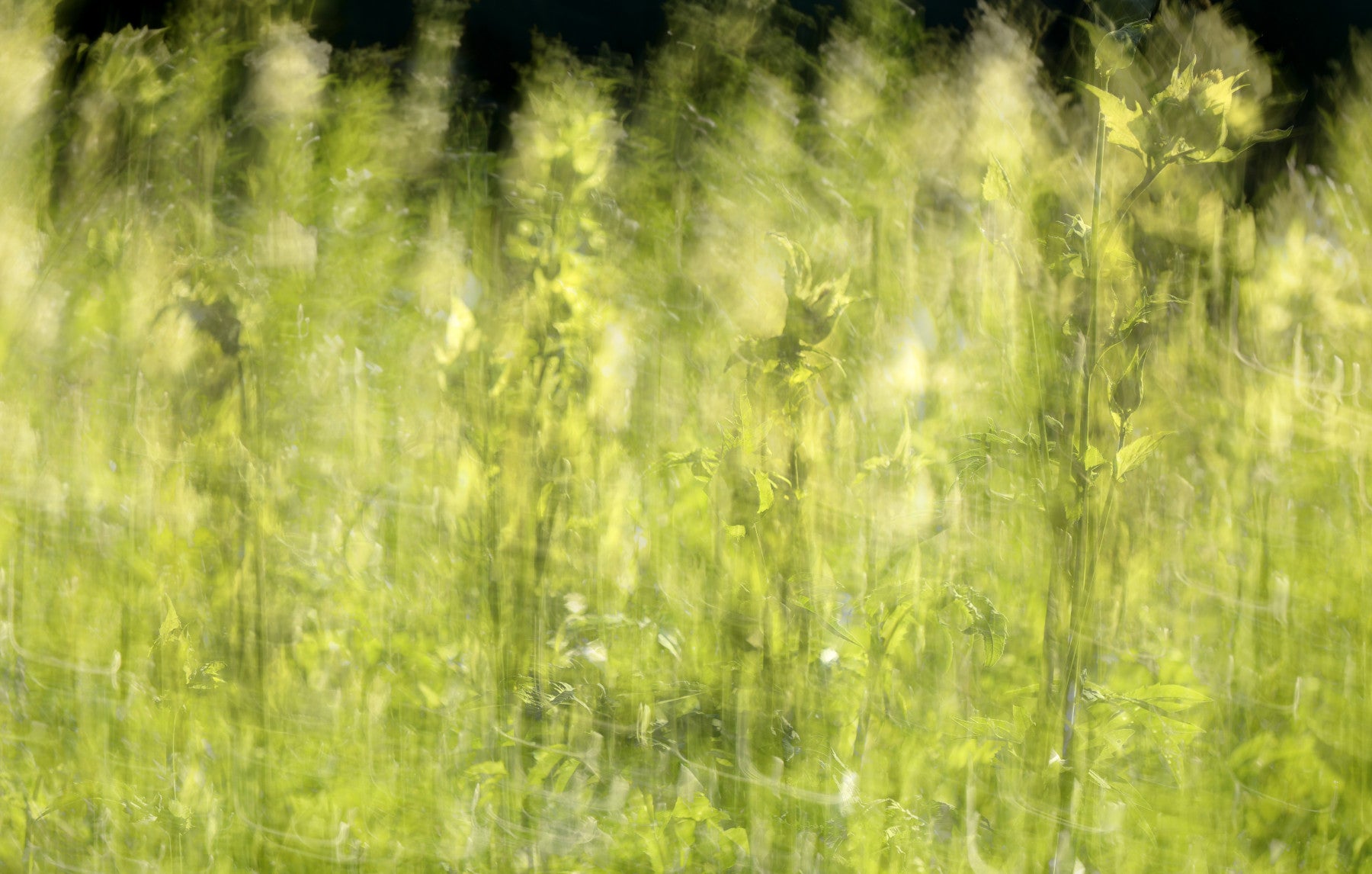 Ethereal Green Field Photography | Soft Blurred Nature Art | Serene Landscape Decor Wall Mural