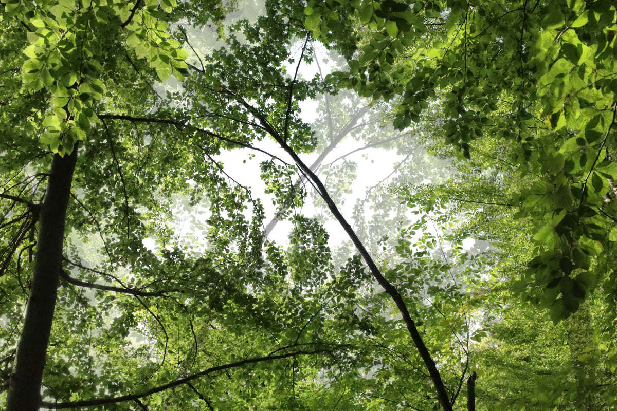 Serene Forest Canopy Photography | Lush Green Nature Art Print Wall Mural
