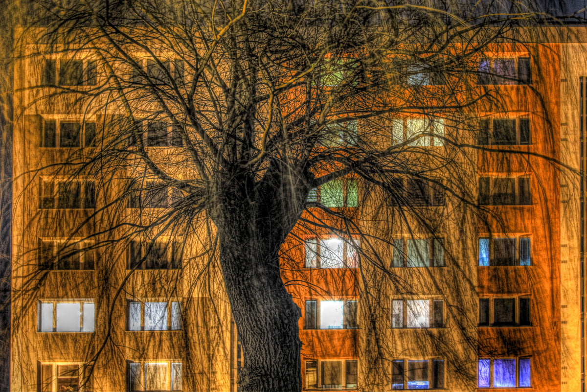 Urban Nightscape Tree Silhouette Against Illuminated Building Wall Mural in your room — zoomed