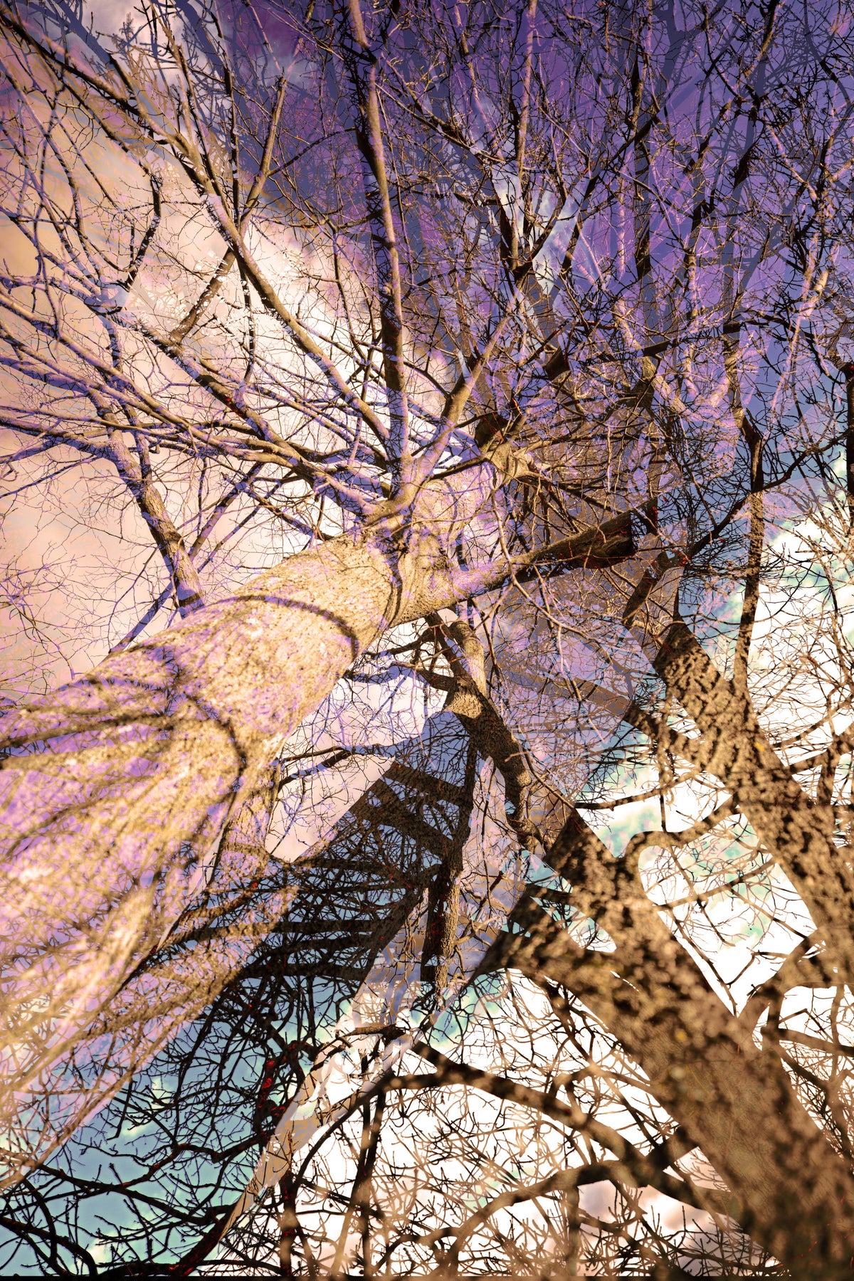 Ethereal Tree Reflection Art Print | Abstract Nature Photography | Unique Wall Decor Wall Mural in your room — zoomed