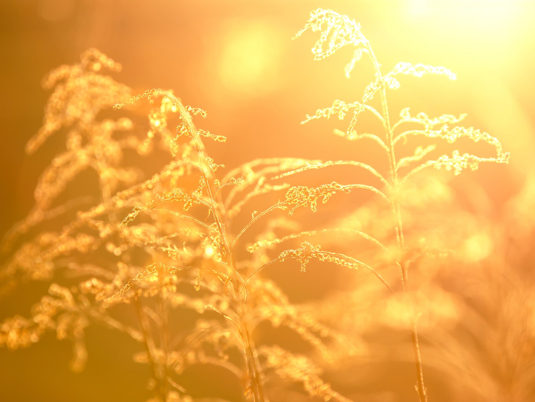 Golden Glow of Nature Serene Grass Photography Wall Mural