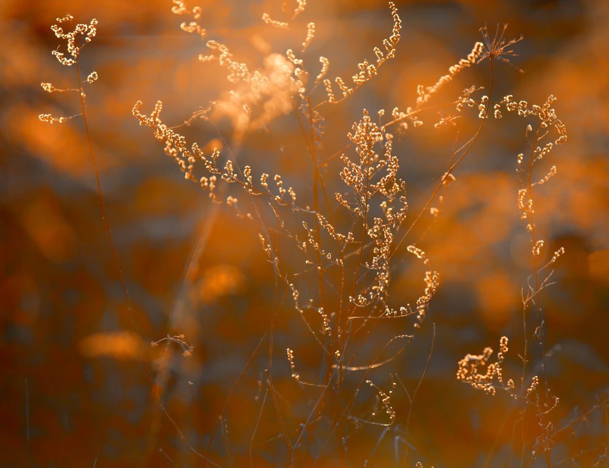 Autumn Glow Delicate Nature Photography of Sunlit Grasses Wall Mural in your room — zoomed