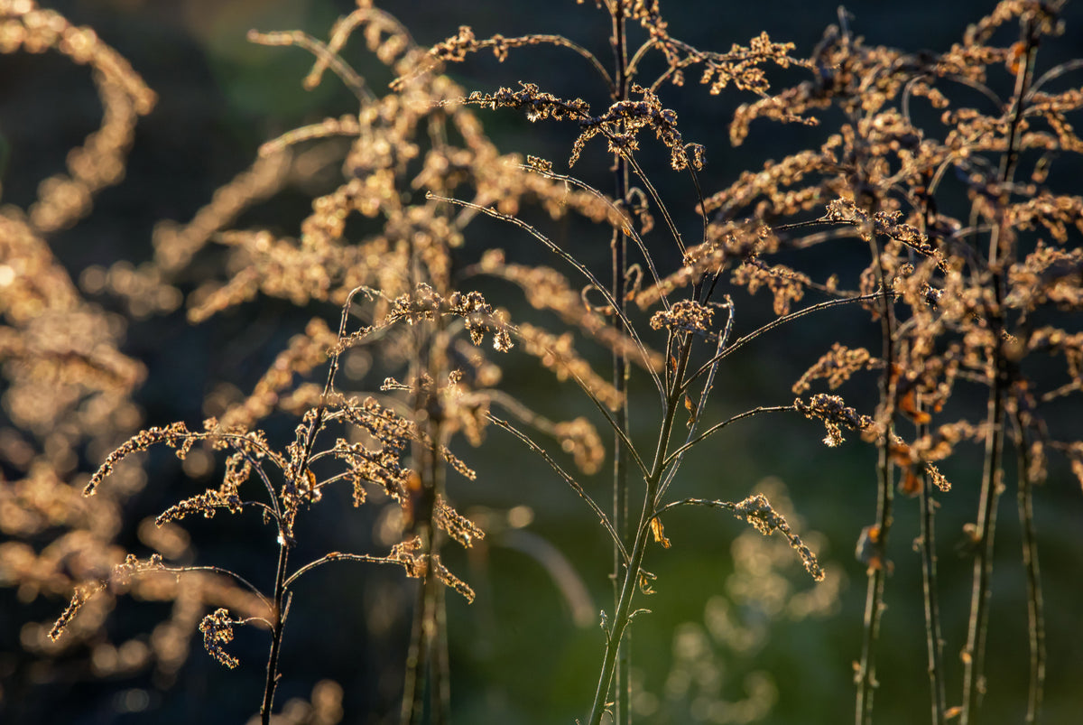 Golden Hour Serenity: Nature's Delicate Flora Photography Wall Mural