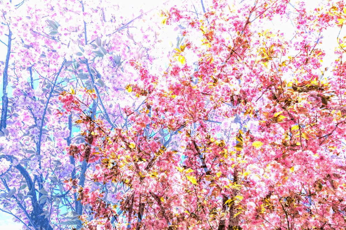 Pink Blossoms in Bloom - Vibrant Floral Photography Print Wall Mural in your room — zoomed