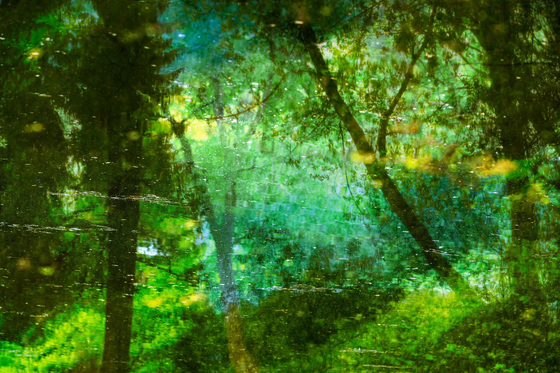 Tranquil Forest Reflection Art Print | Serene Nature Photography | Green Landscape Decor Wall Mural