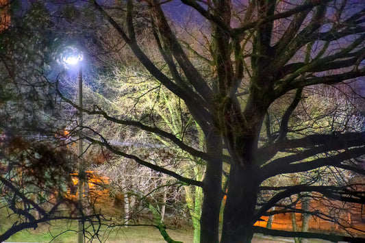 Nighttime Tree Silhouette - Ethereal Park Scene with Illuminated Branches Wall Mural