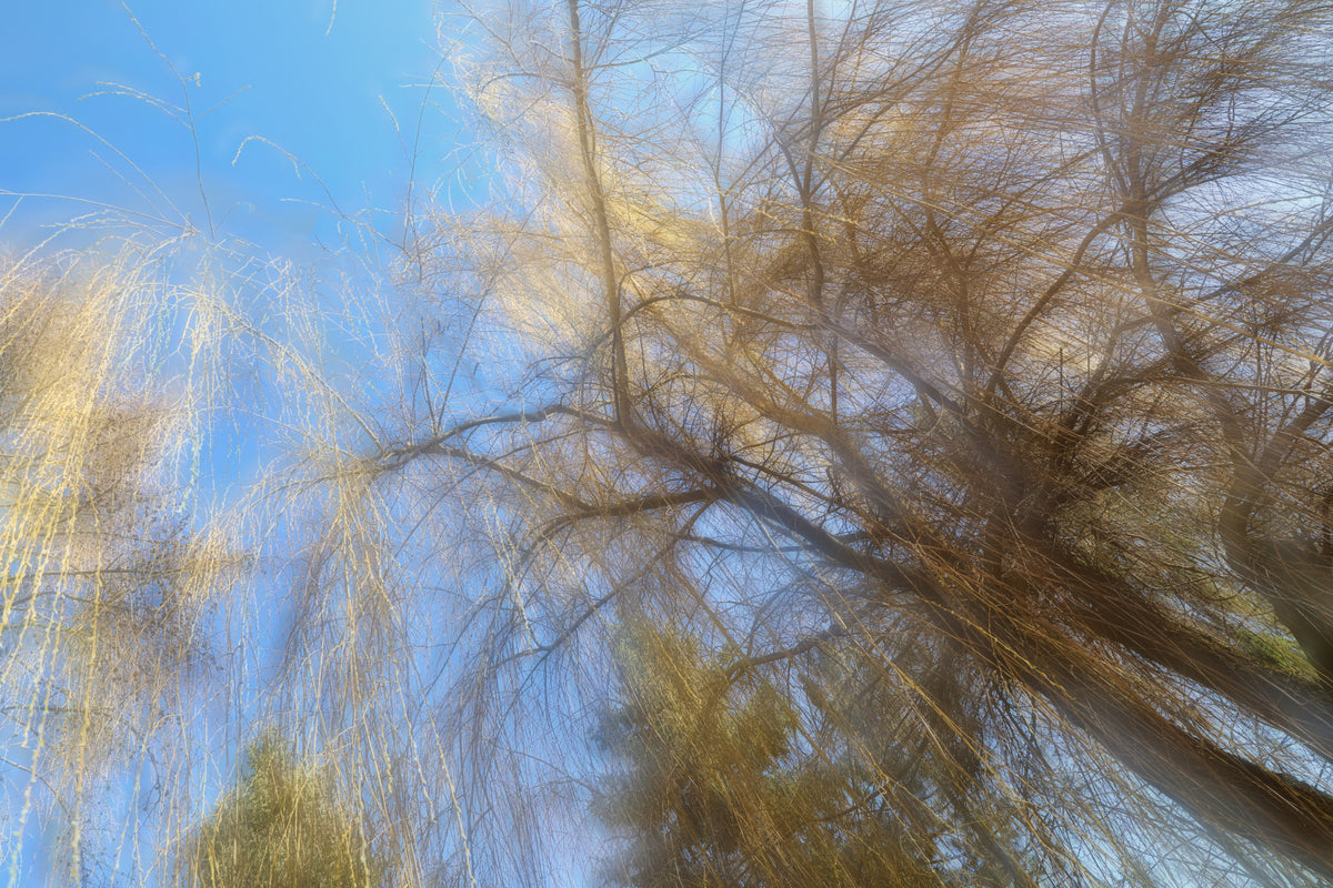 Ethereal Tree Canopy Photography | Abstract Nature Art | Blue Sky & Branches Wall Mural