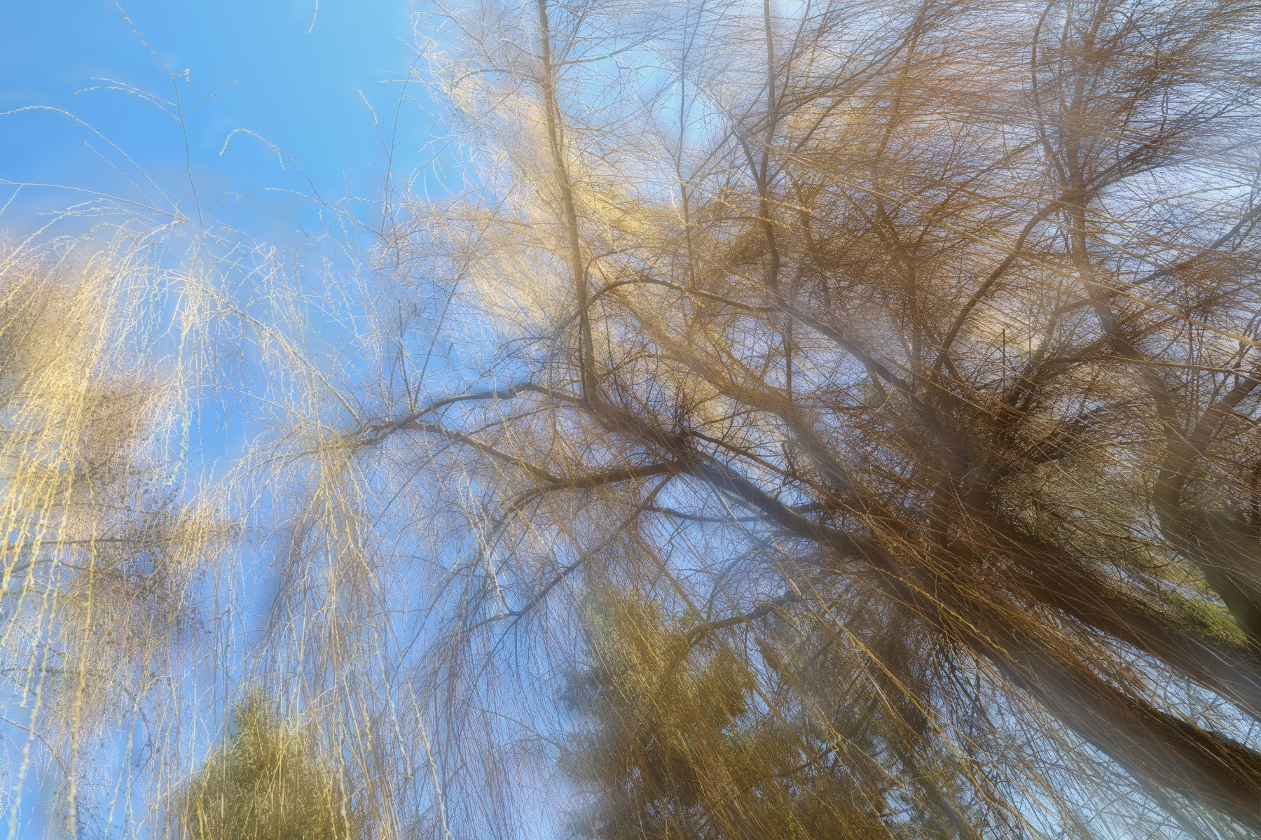 Ethereal Tree Canopy Photography | Abstract Nature Art | Blue Sky & Branches Wall Mural