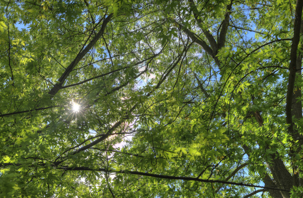 Sunlit Canopy A Glimpse Through Green Leaves Wall Mural in your room — zoomed