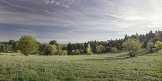Serene Landscape Photography of Lush Green Fields and Trees Wall Mural