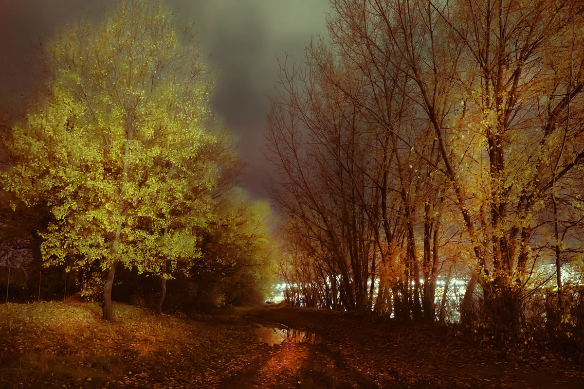 Autumn Night Reflection Tranquil Trees in Golden Hues Wall Mural