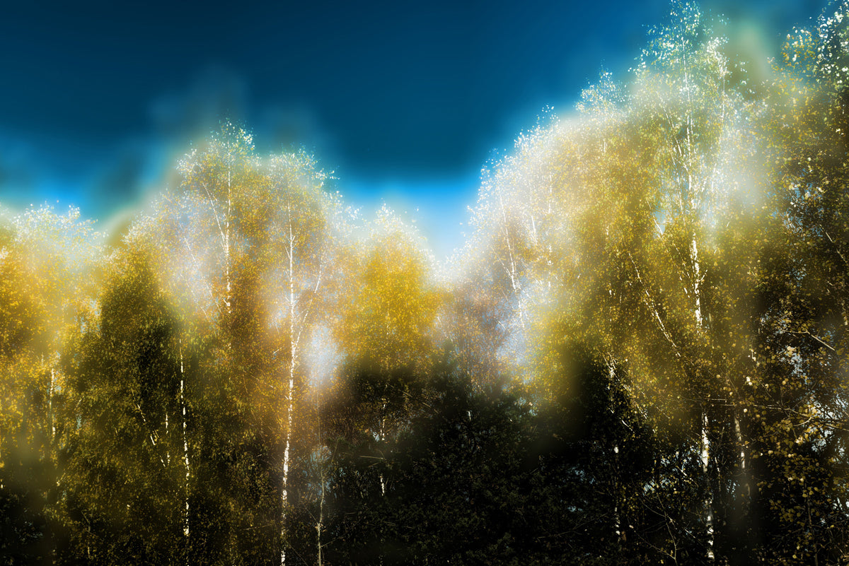 Ethereal Autumn Forest Photography | Serene Trees & Clouds | Nature Wall Art Wall Mural
