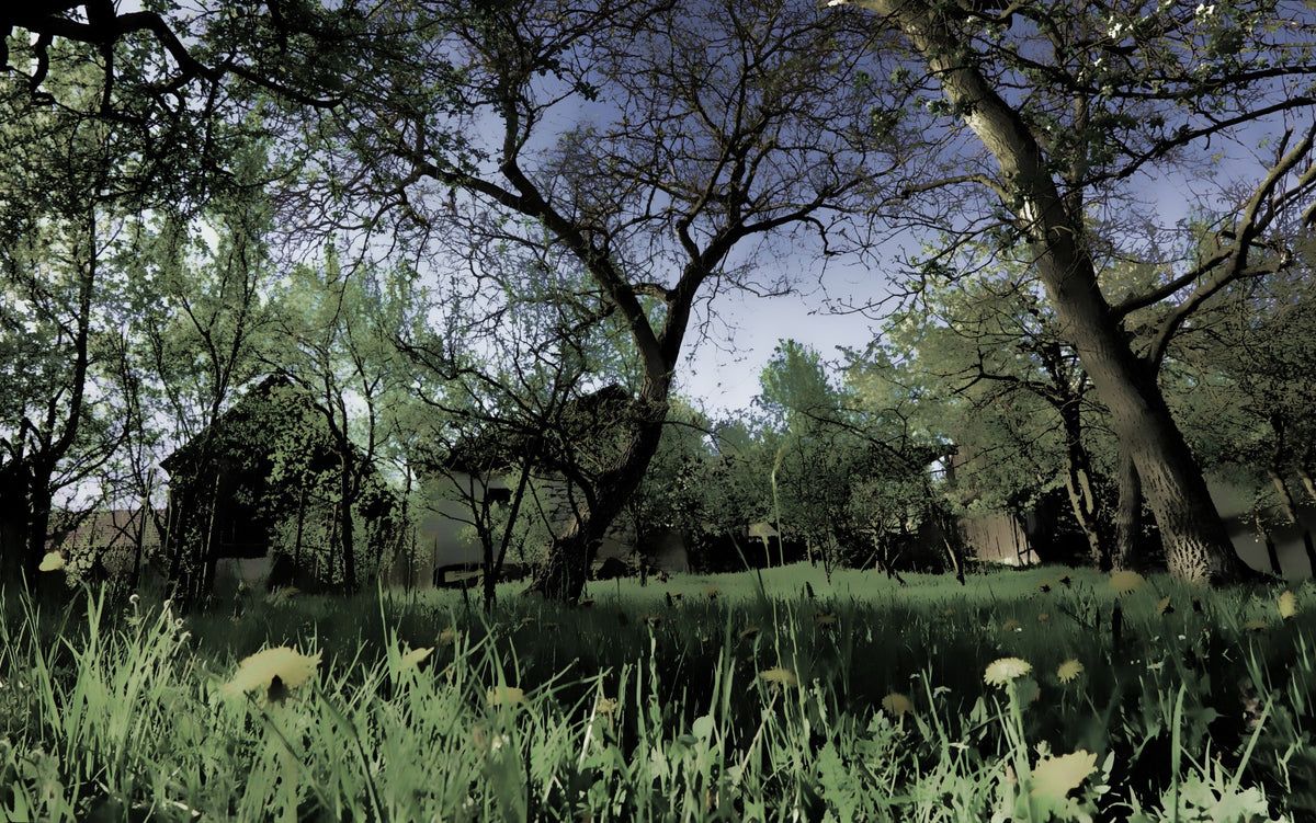 Serene Forest Landscape Art Print | Tranquil Nature Photography | Greenery and Trees Wall Mural in your room — zoomed