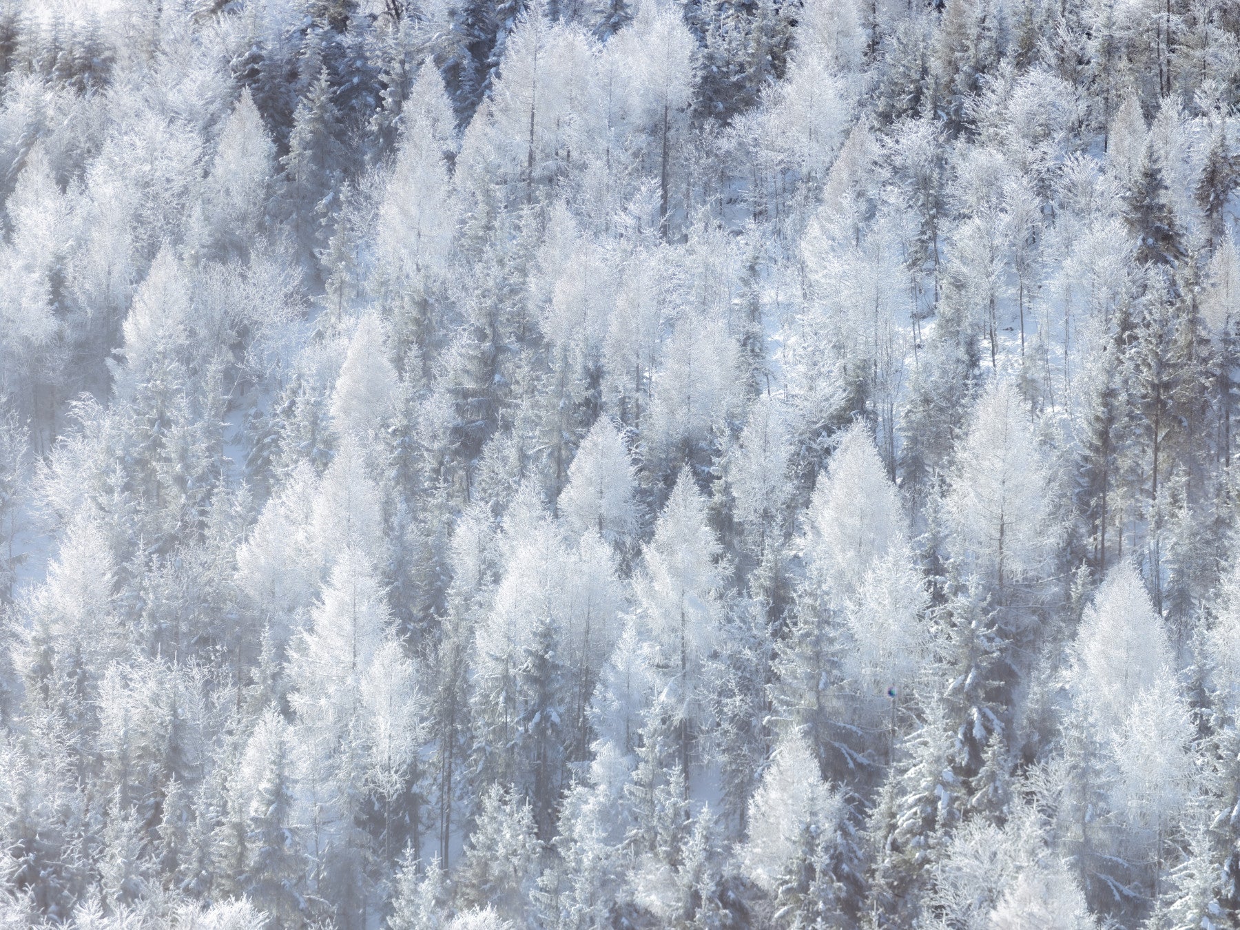 Frosted Woodland Dream Wall Mural