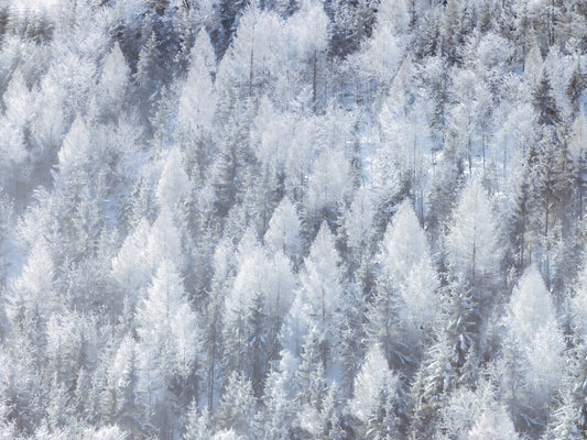 Frosted Woodland Dream Wall Mural
