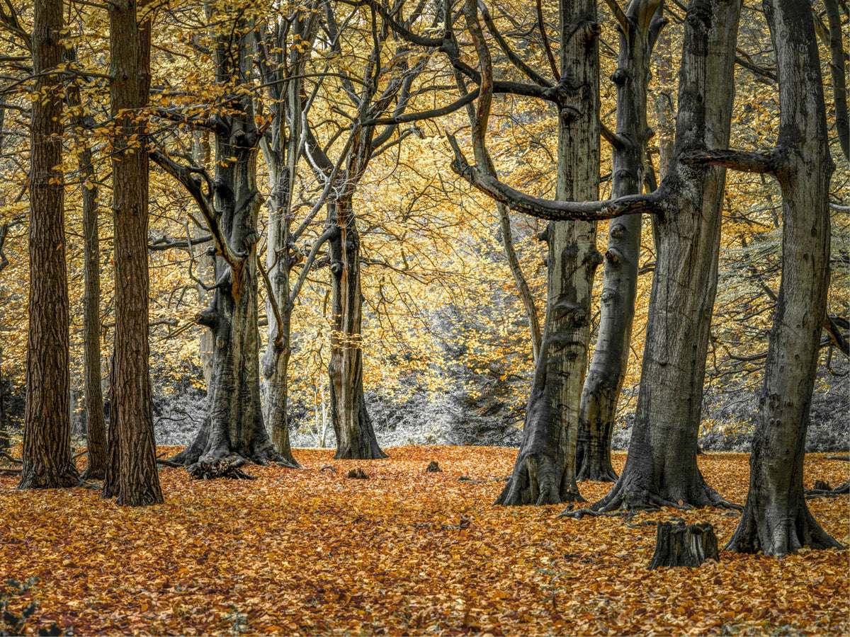 Enchanting Fall Woods Wall Mural in your room — zoomed