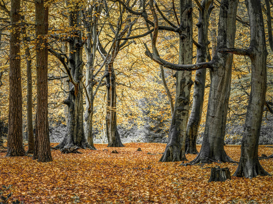 Enchanting Fall Woods Wall Mural