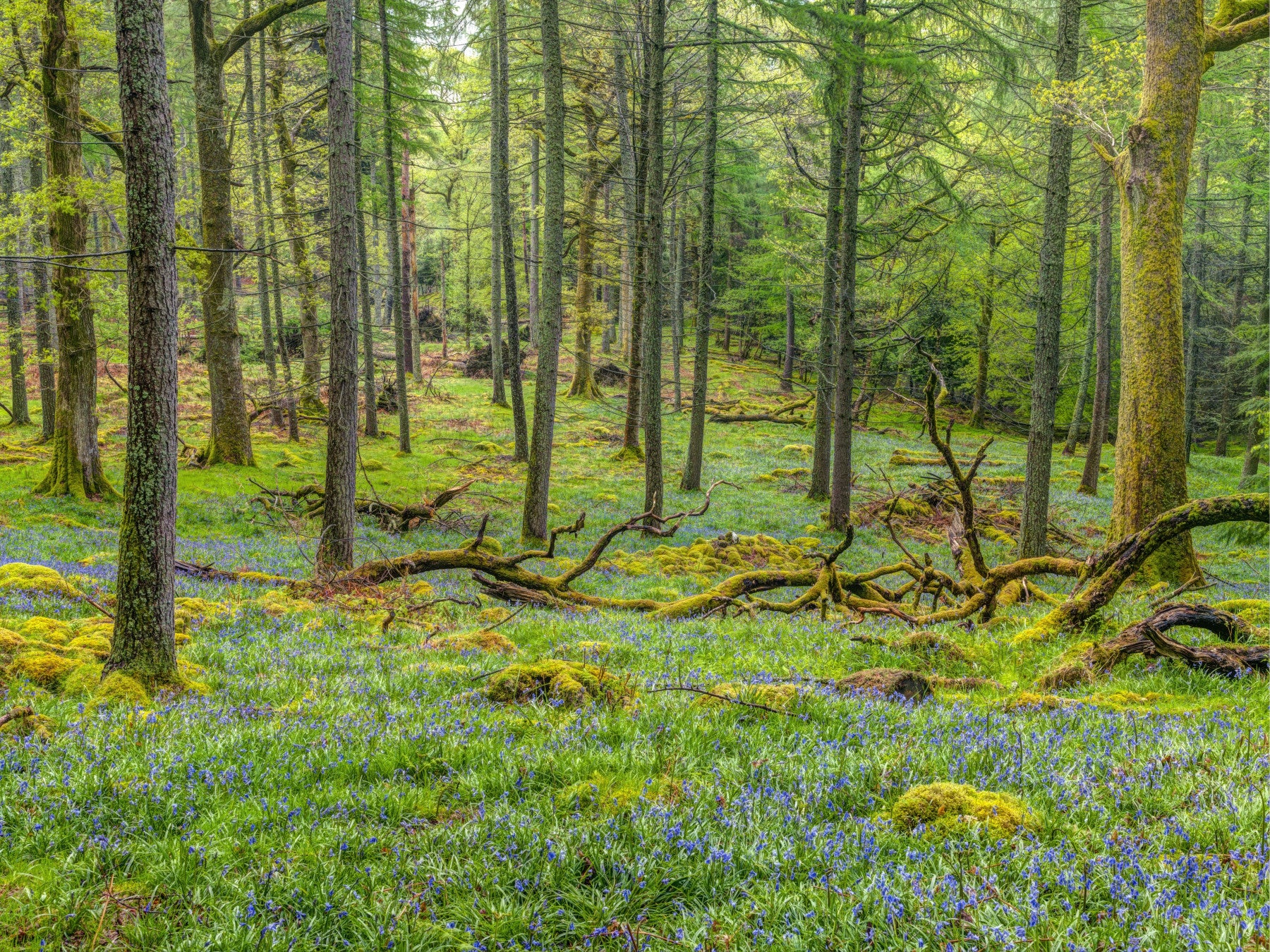 Woodland Serenity Wall Mural