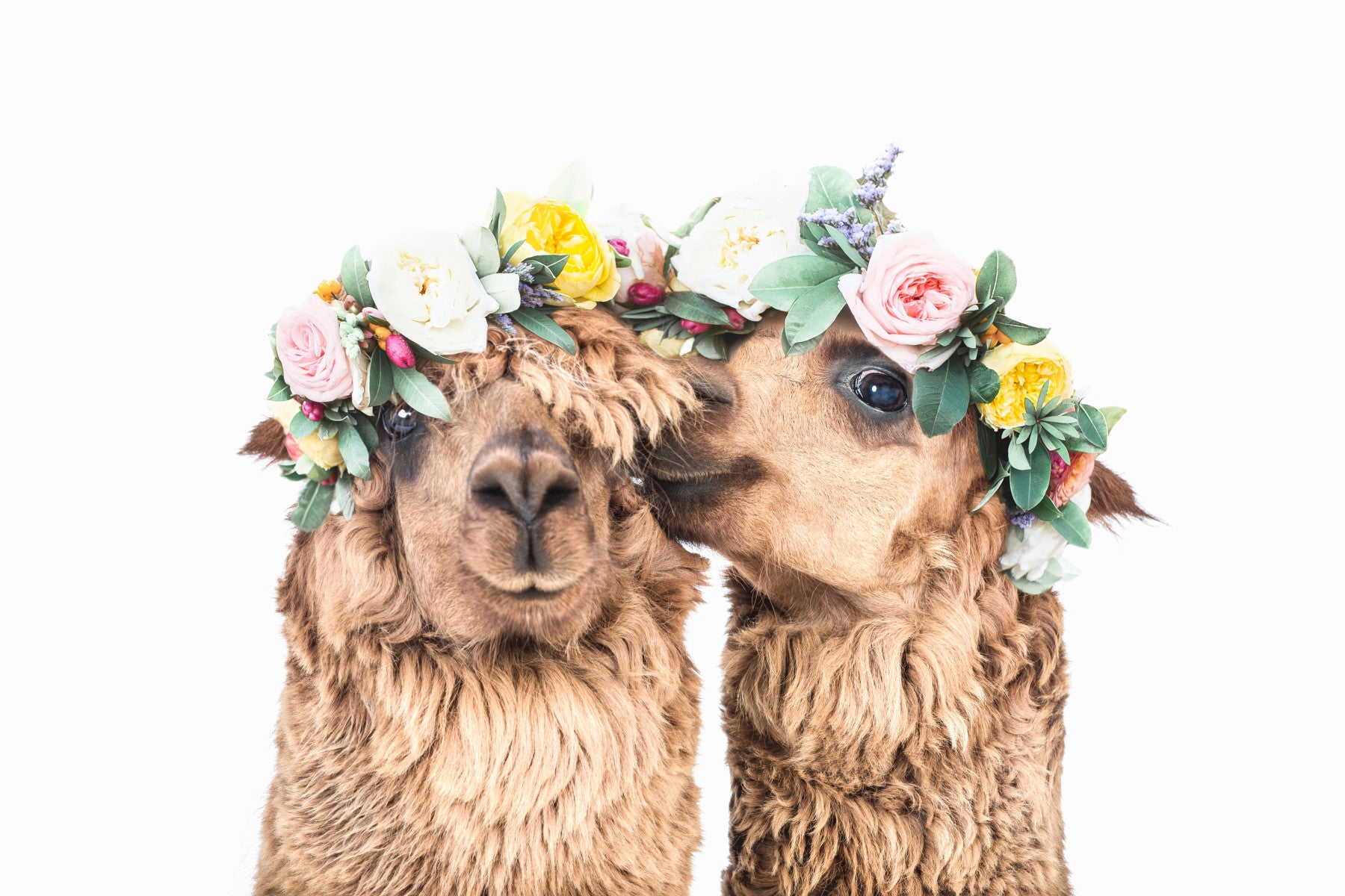Llama Love Wall Mural