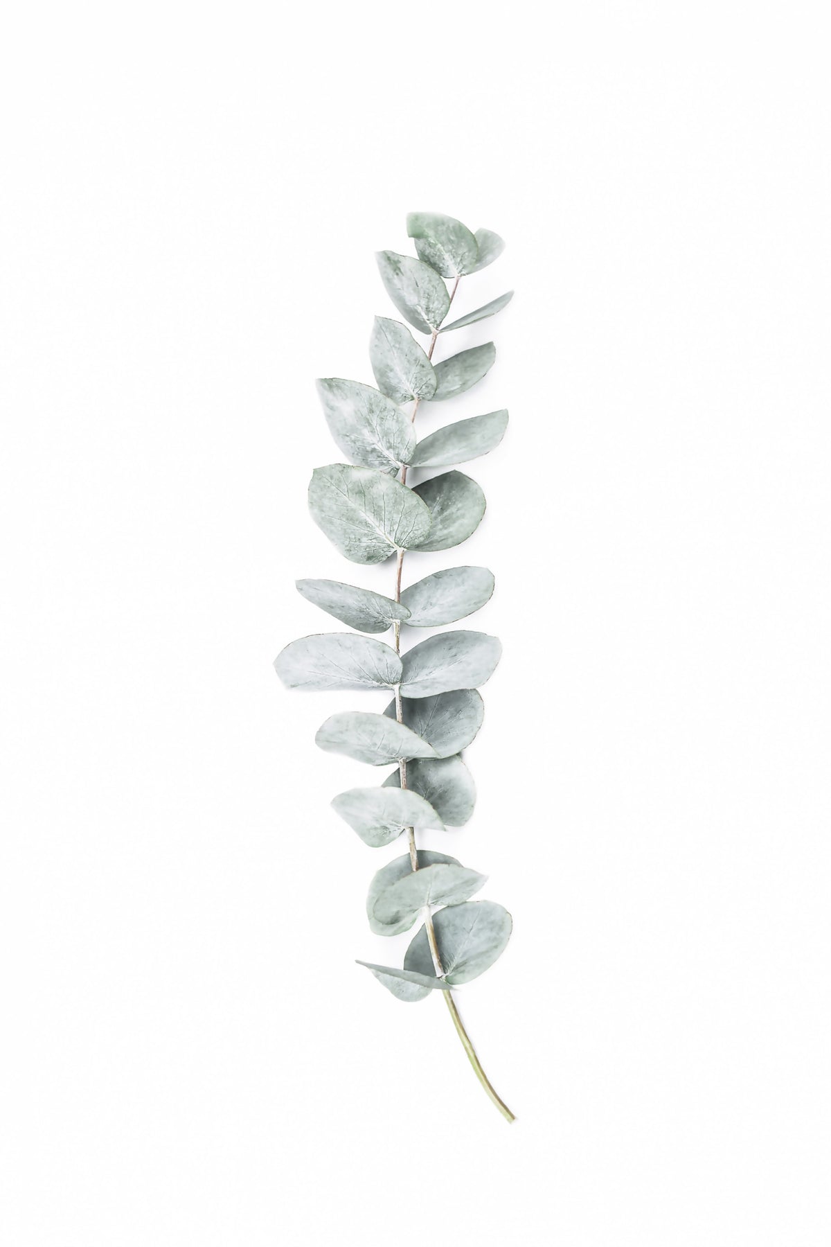 EucalyptusI Wall Mural