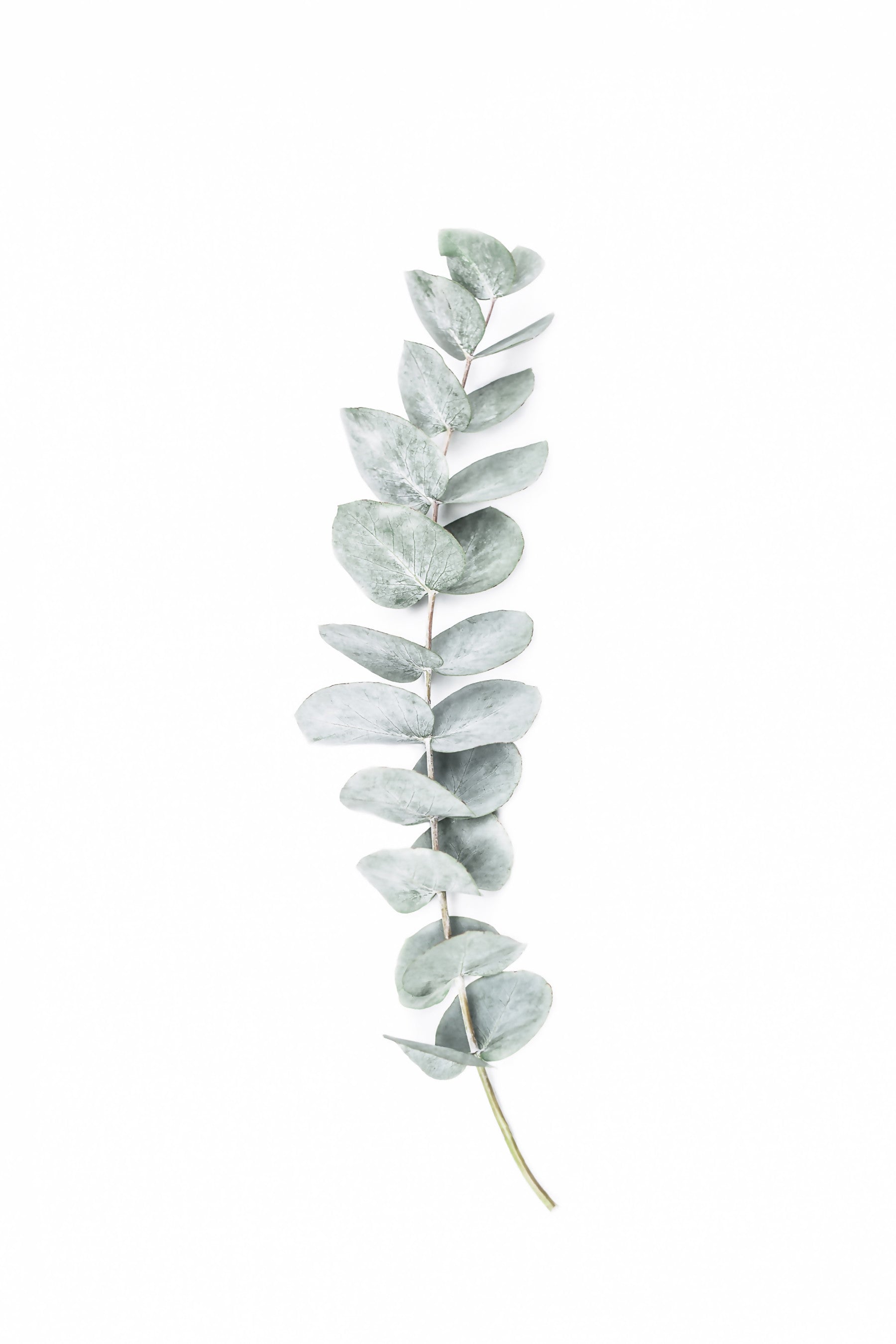 EucalyptusI Wall Mural