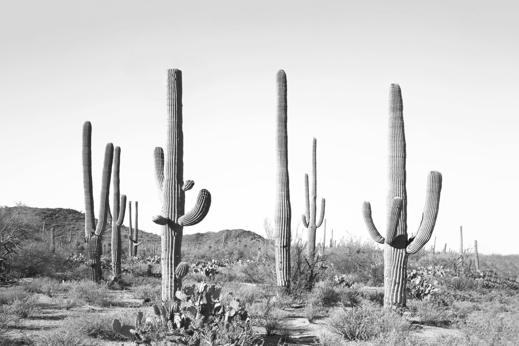 Saguaro Silhouette Wall Mural