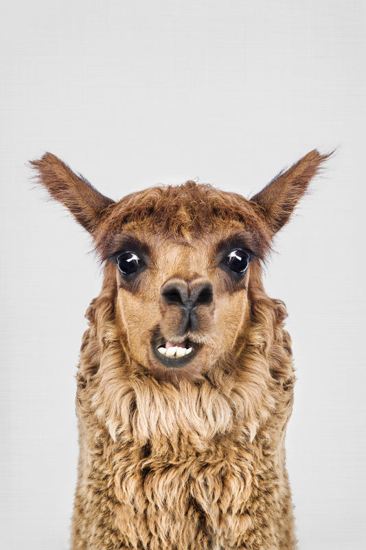 Llama Laughs Wall Mural
