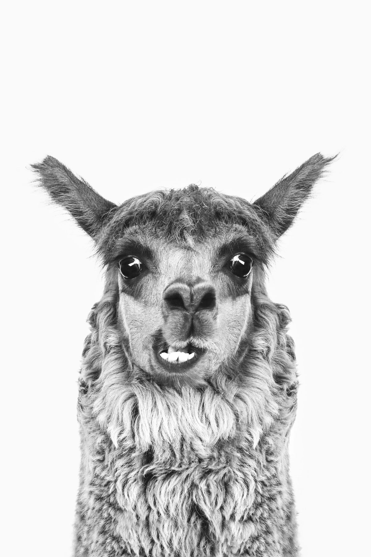 Happy Llama Wall Mural in your room — zoomed