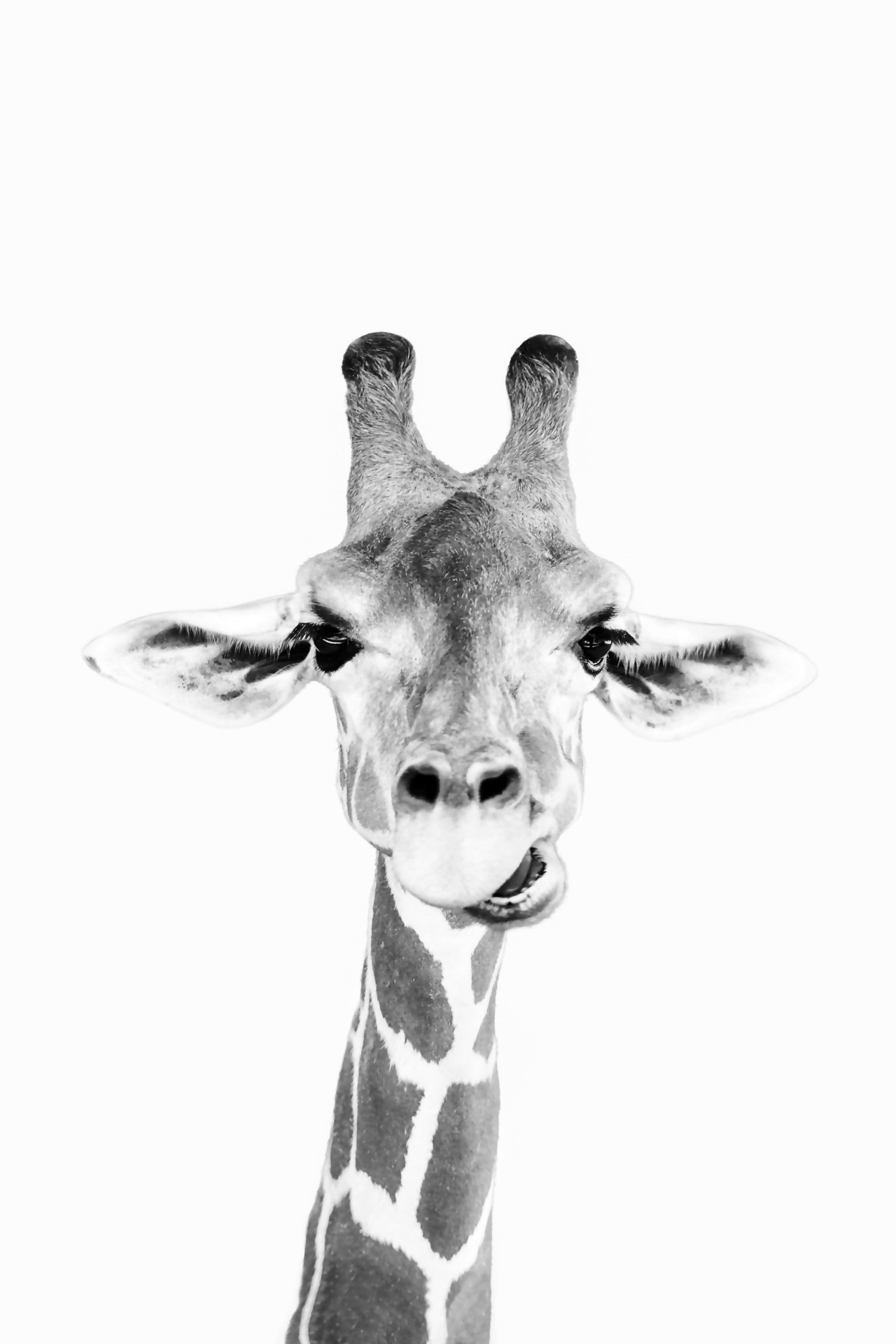 Happy Giraffe BW Wall Mural