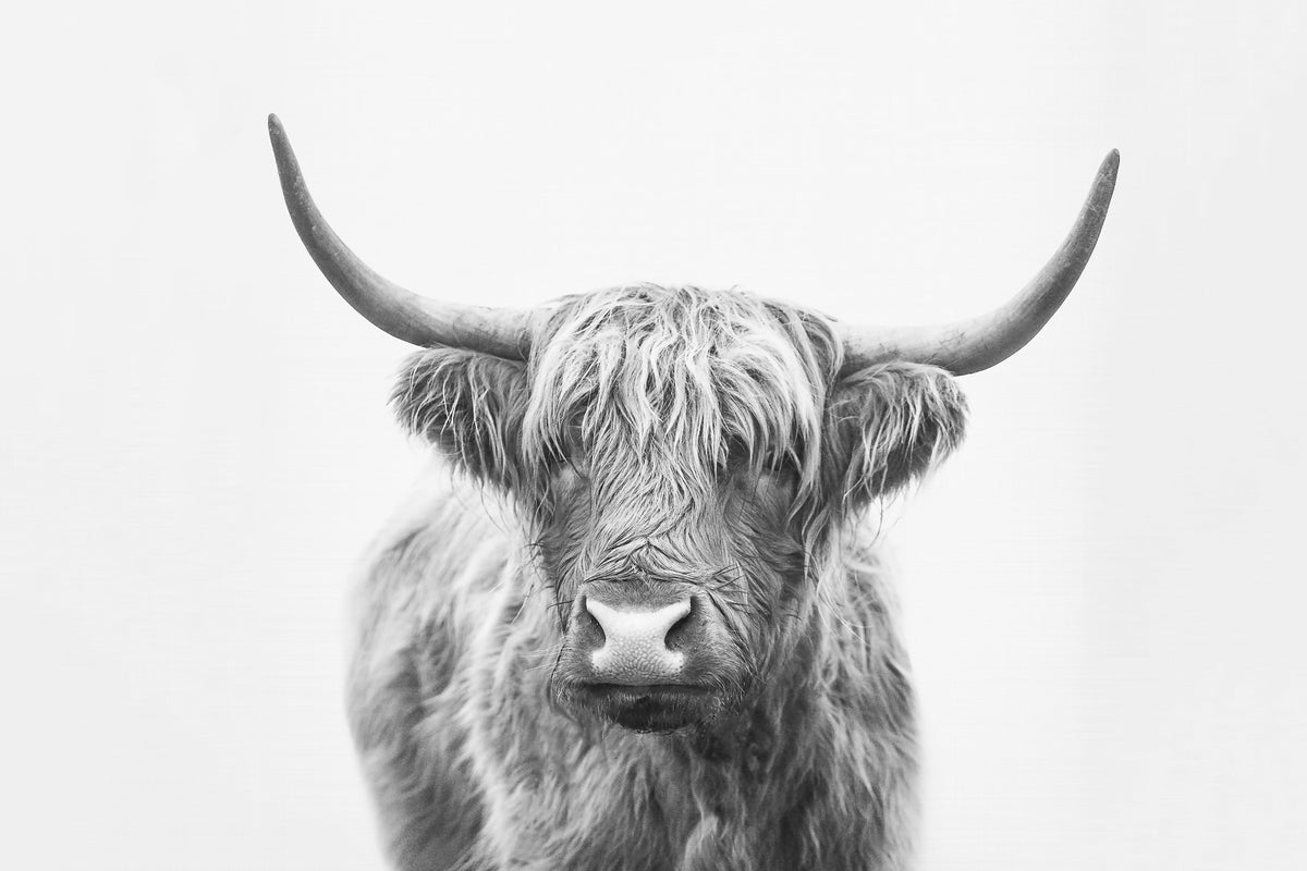 Highland Bull Wall Mural in your room — zoomed