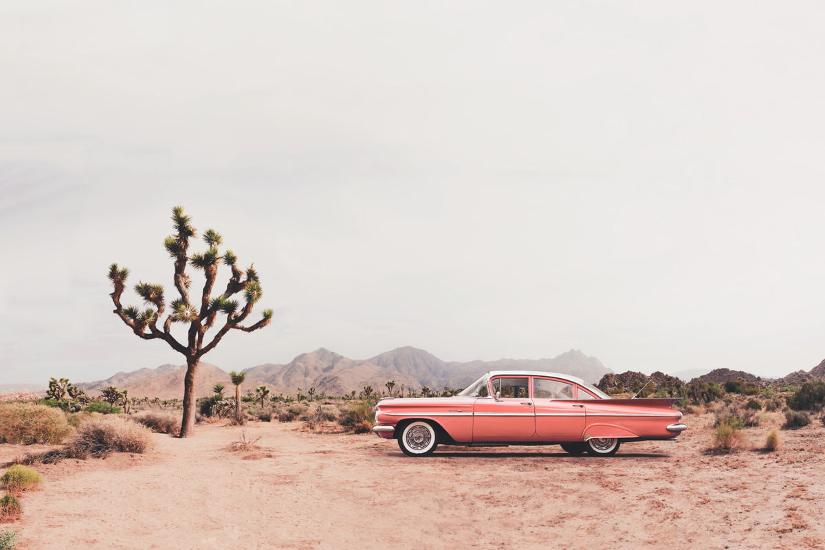 In the desert Wall Mural