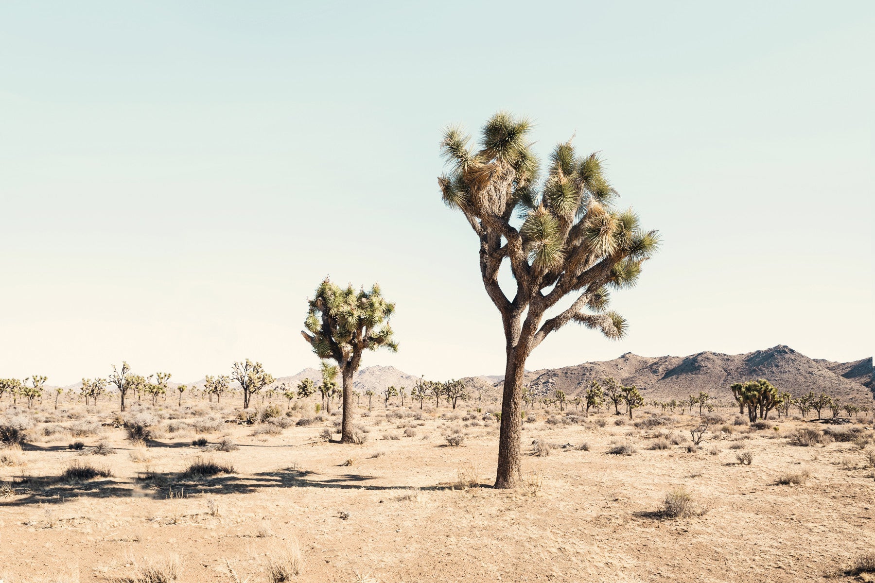 Desert Dreamscape Wall Mural