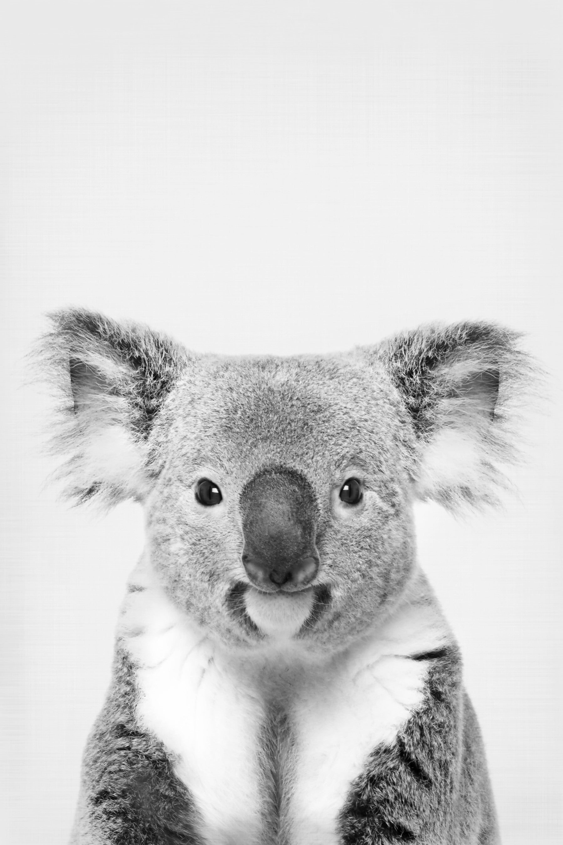 Koala Portrait Wall Mural