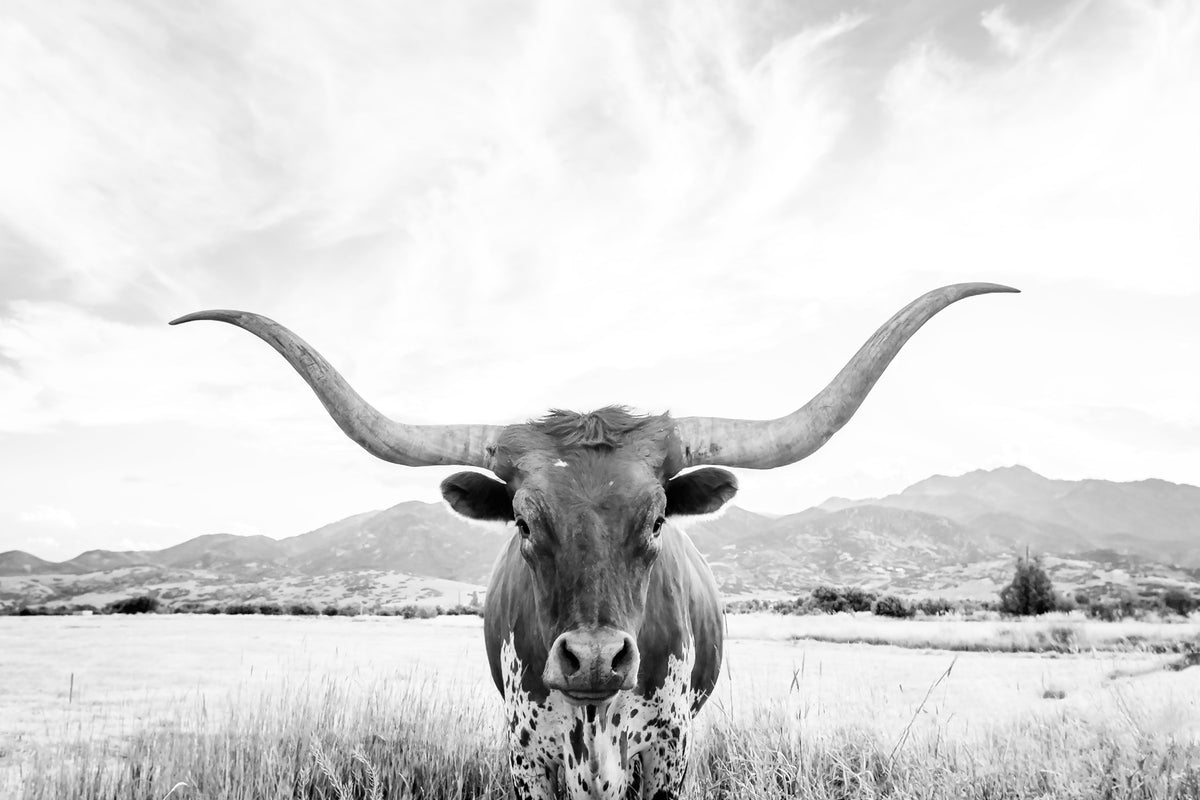 Longhorn BW Wall Mural in your room — zoomed