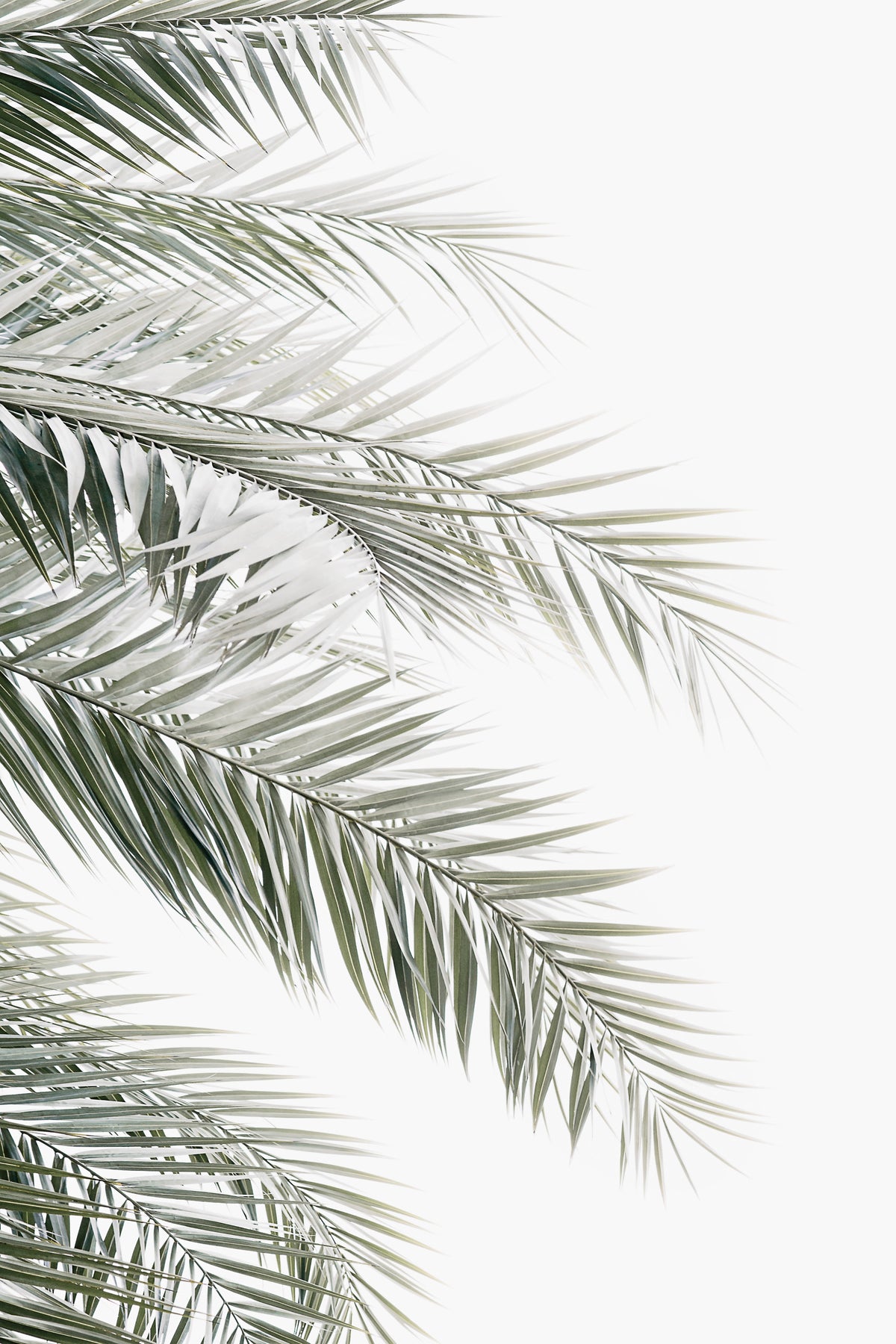 Palm Serenity Wall Mural in your room — zoomed