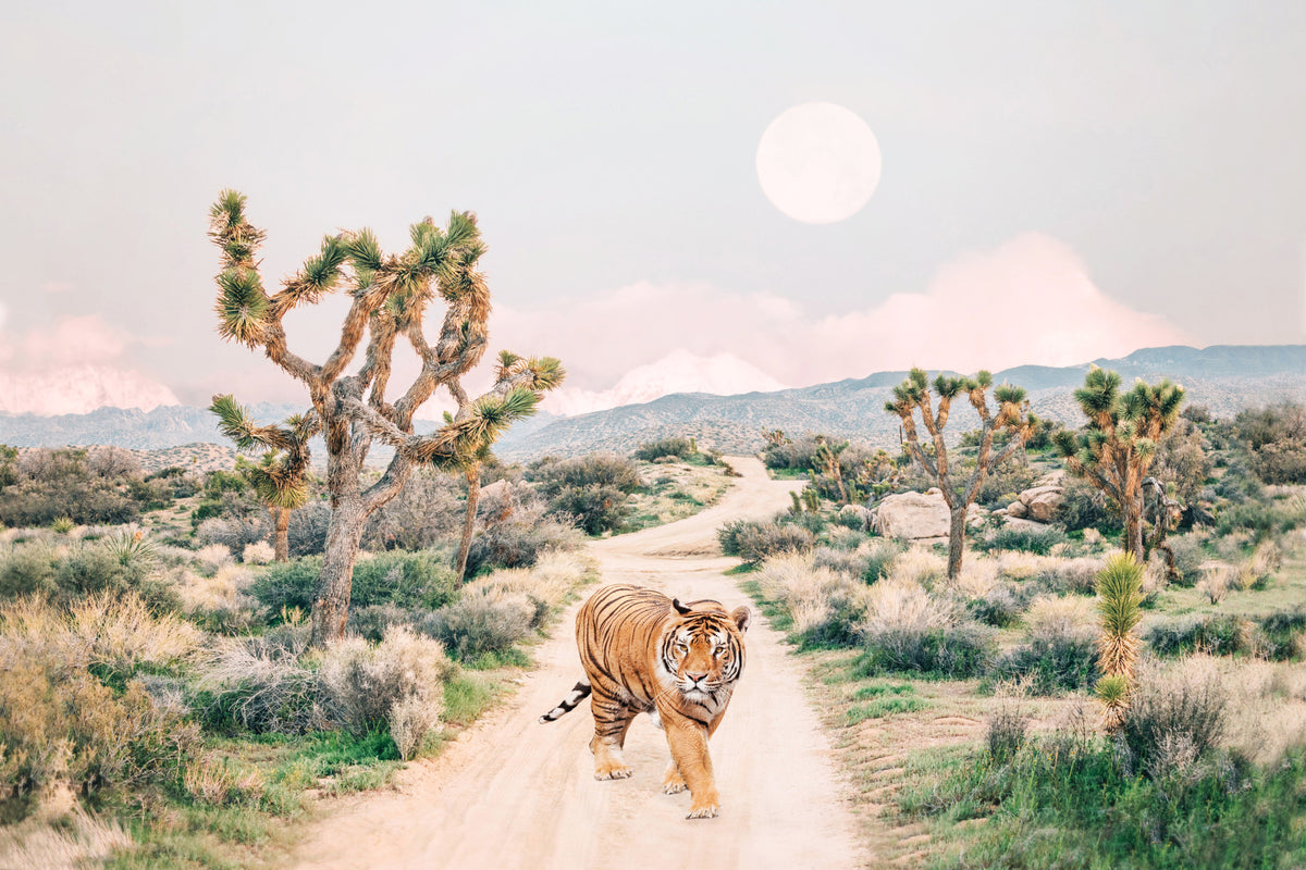 Wandering Tiger Wall Mural