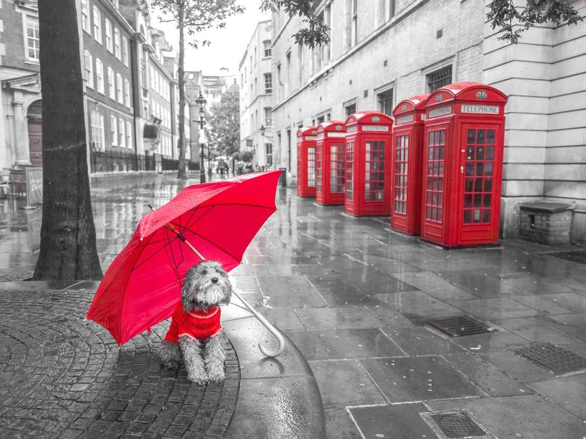 Dog with umbrella in London Wall Mural