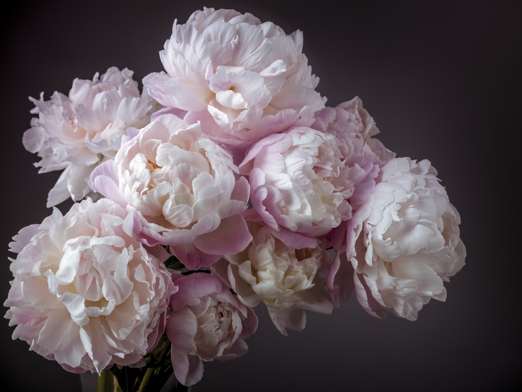 Bunch of Peonies Flowers Wall Mural