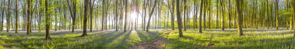 Woodland Glow Wall Mural