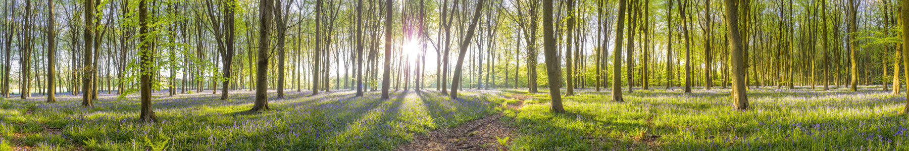 Woodland Glow Wall Mural