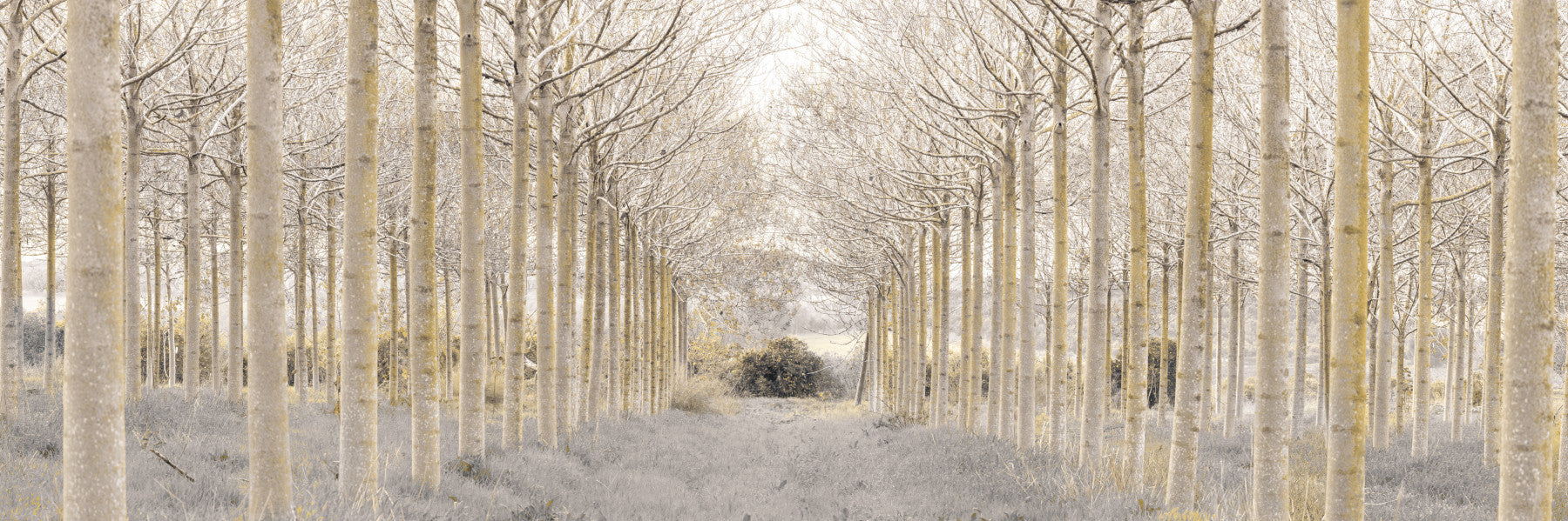 Linear Forest Wall Mural