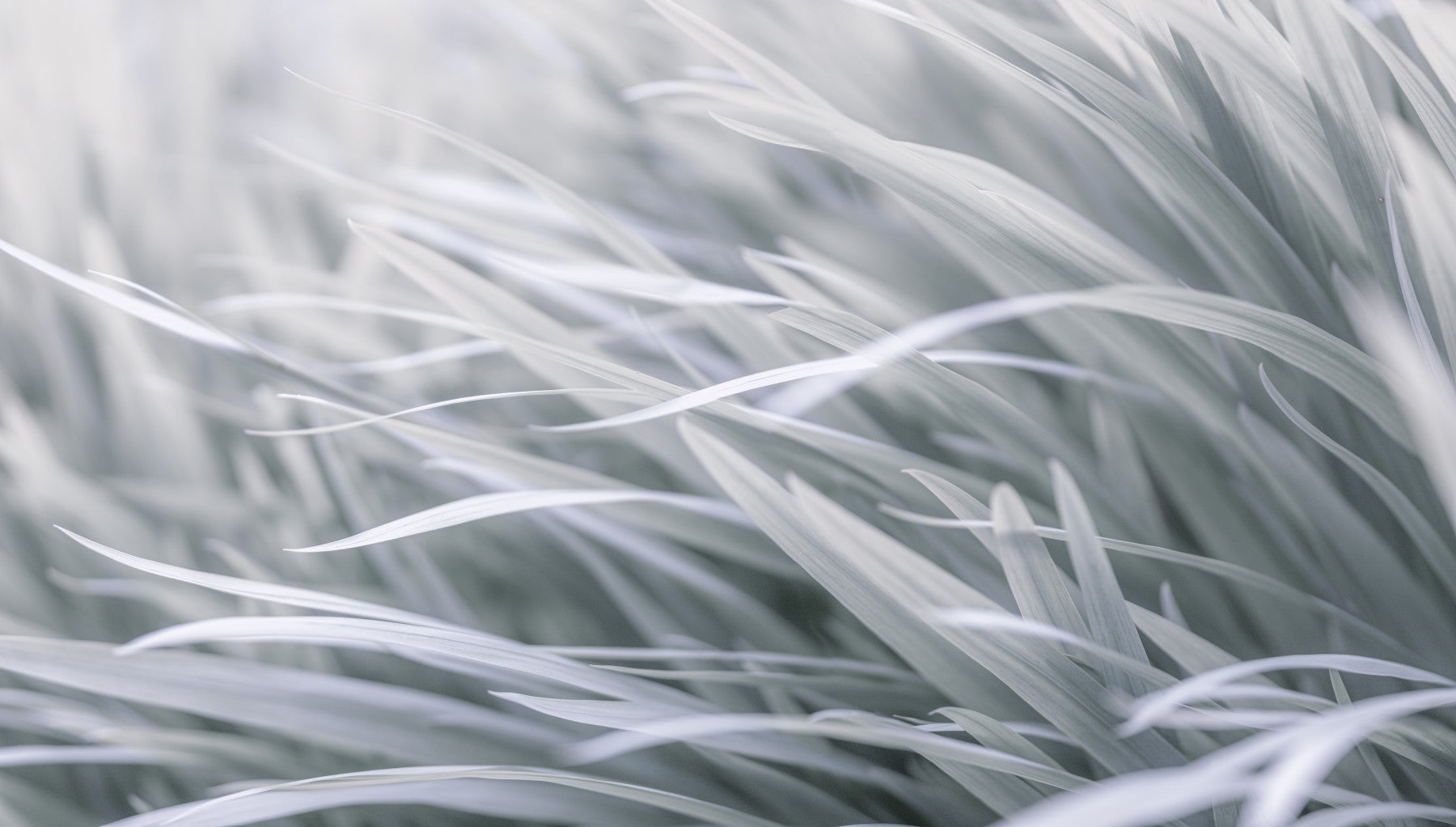Gray wavy Grass Wall Mural