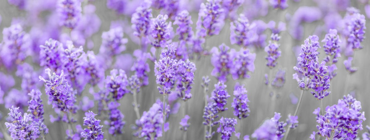 Lavender Farm Wall Mural
